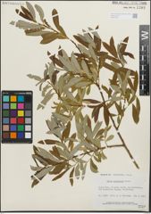Foto von Salix lasiolepis Benth.